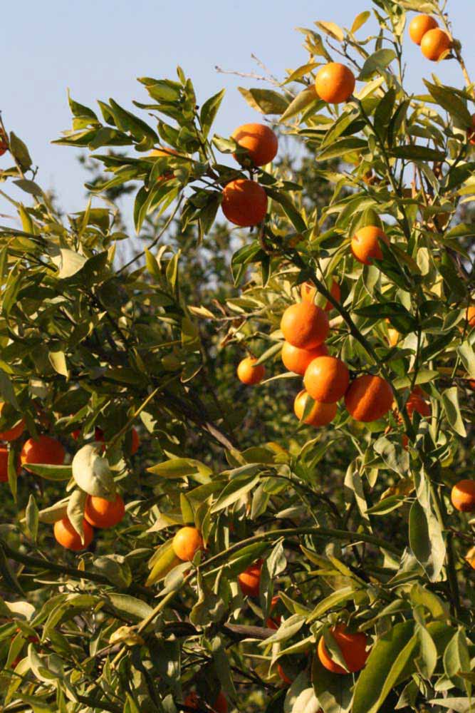            Sun leaves (Riverside, CA)   